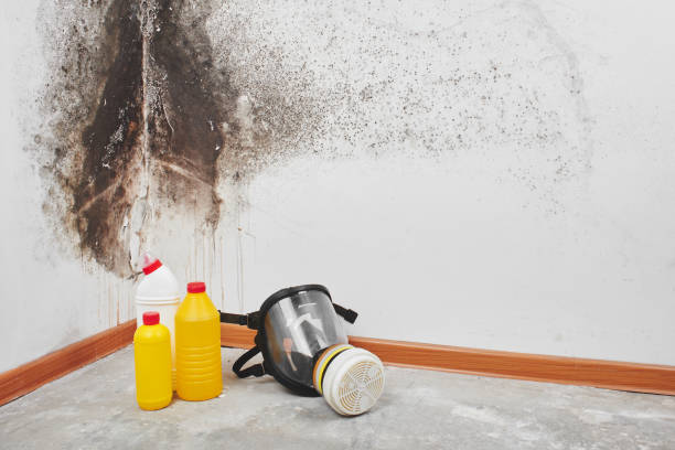 Best Toxic Mold Removal  in Jefferson City, MO