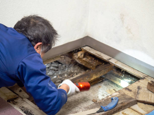 Best Black Mold Removal  in Jefferson City, MO
