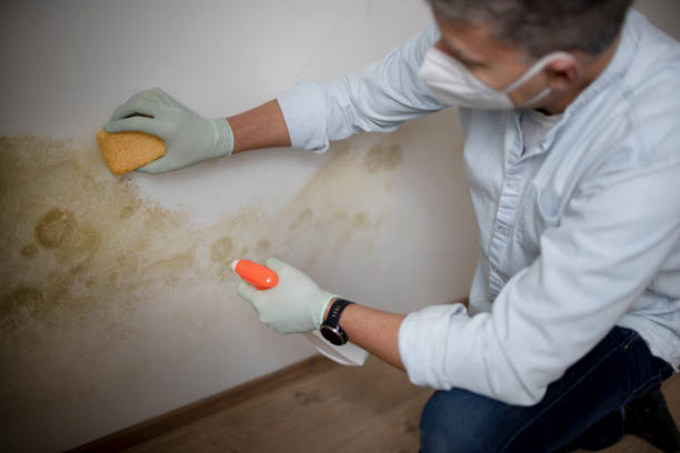 Best Commercial Mold Removal  in Jefferson City, MO