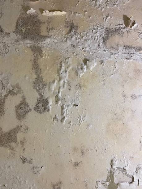 Best Certified Mold Removal  in Jefferson City, MO