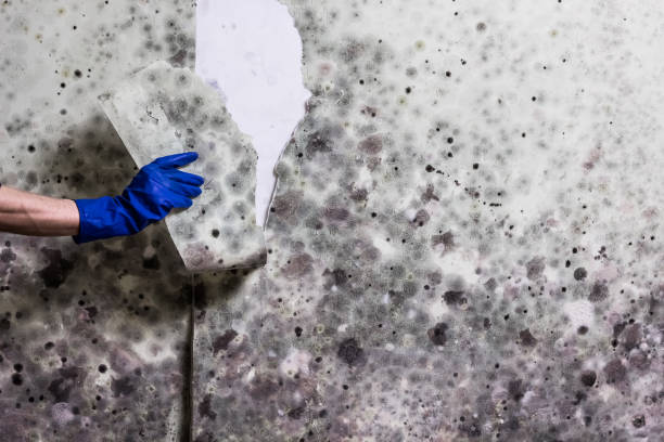 Jefferson City, MO Mold Removal Company